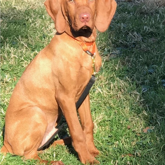 Meet your Posher, Clare - Picture 6 of 7